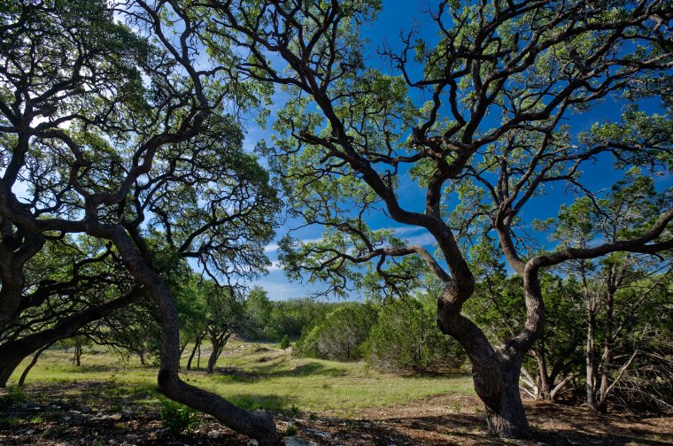 This beautiful property features stunning views, tranquil lakes, waterfront home sites and gorgeous oaks in a serene wooded setting.